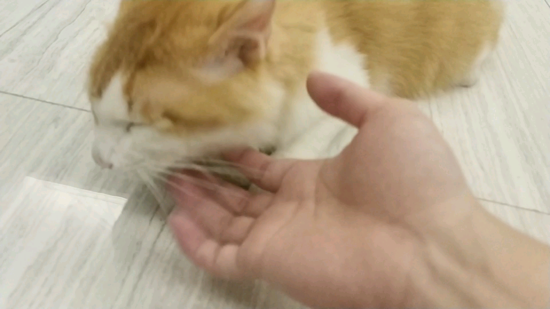 【米糊与烧麦】等着吃饭的猫猫就不嫌弃铲屎官了
